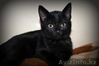 Котята в добрые руки! - Изображение #5, Объявление #1155120