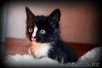 Котята в добрые руки! - Изображение #3, Объявление #1155120