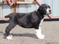 Щенки Среднеазиатской овчарки  питомник "Из Дома Лоцман" - Изображение #3, Объявление #531123