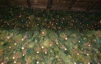 Елки новогодние - Изображение #2, Объявление #1171449