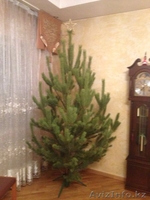Елки новогодние - Изображение #3, Объявление #1171449