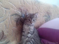 отдам котика и кошечку в добрые руки - Изображение #1, Объявление #1179486