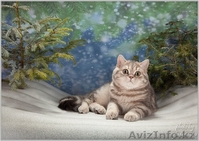 Шотландский ШОУ-котик - Изображение #2, Объявление #1206492