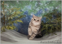 Шотландский ШОУ-котик - Изображение #3, Объявление #1206492