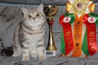 Шотландский ШОУ-котик - Изображение #5, Объявление #1206492