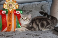 Шотландский ШОУ-котик - Изображение #4, Объявление #1206492