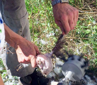 приспособление для ощипывания птицы - Изображение #1, Объявление #1203583