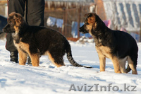 Продам щенят, немецкой овчарки - Изображение #1, Объявление #1199700
