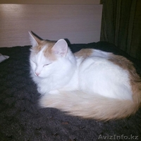 В связи с переездом подарю кошечку. - Изображение #3, Объявление #1241628