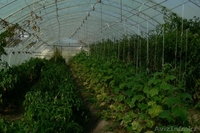 недвижимость в Болгари дом с винной избой и парником - Изображение #8, Объявление #1229309