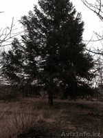 недвижимость в Болгари земельный участок местечко Добрева Чешма Варна - Изображение #6, Объявление #1243107