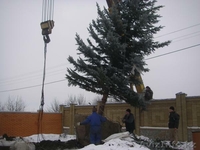 Озеленение под ключ,ландшафтный дизайн,система полива,газон,саженцы  - Изображение #6, Объявление #1046642