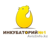 Цыплята бройлеры от производителя! В РОЗНИЦУ и Оптом! - Изображение #1, Объявление #1247487