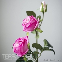 Terra Fiori / Терра Фиори - Изображение #7, Объявление #1259427