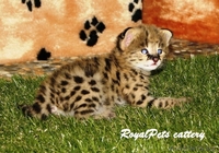 Продам котенка домашнего сервала - Изображение #1, Объявление #1261920