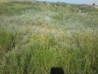 продажа либо обмен участка.варианты. - Изображение #5, Объявление #1268907