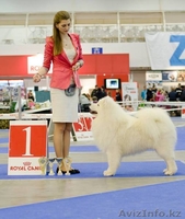 Щенки самоеда от пары МультиЧемпионов  - Изображение #2, Объявление #1273662