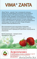 Рассада клубники в розницу и оптом в Астане - Изображение #1, Объявление #1287272