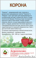 Рассада клубники в розницу и оптом в Астане - Изображение #3, Объявление #1287272