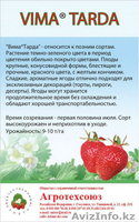 Рассада клубники в розницу и оптом в Астане - Изображение #2, Объявление #1287272