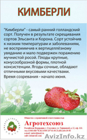 Рассада клубники в розницу и оптом в Астане - Изображение #4, Объявление #1287272