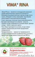 Рассада клубники в розницу и оптом в Астане - Изображение #5, Объявление #1287272