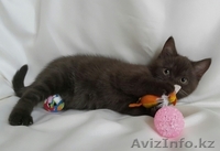 Продам котят. Британские, с родословной. - Изображение #1, Объявление #1295588