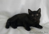 Продам котят. Британские, с родословной. - Изображение #2, Объявление #1295588