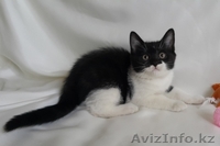 Продам котят. Британские, с родословной. - Изображение #3, Объявление #1295588