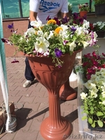 Горшки с петуниями - Изображение #5, Объявление #1285392