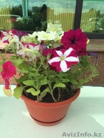 Горшки с петуниями - Изображение #3, Объявление #1285392
