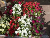 Вазоны с петуниями - Изображение #4, Объявление #1285393