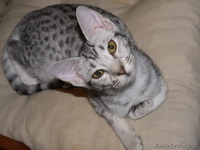 Продаются котята редкой породы Оцикет - Изображение #2, Объявление #1295292