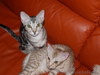Продаются котята редкой породы Оцикет - Изображение #1, Объявление #1295292