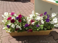 Вазоны с петуниями - Изображение #6, Объявление #1285393