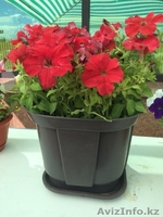 Вазоны с петуниями - Изображение #8, Объявление #1285393