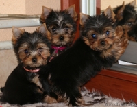 Продам девочку и мальчика Йоркширского Терьера - Изображение #2, Объявление #1300734