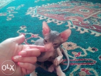 Продам котят сфинксов  - Изображение #3, Объявление #1312130