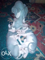 Продам котят сфинксов  - Изображение #2, Объявление #1312130