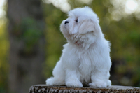 красивый малыш мальтезе - Изображение #6, Объявление #1316276