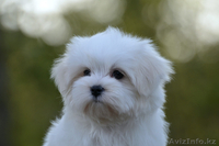 красивый малыш мальтезе - Изображение #1, Объявление #1316276