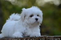 красивый малыш мальтезе - Изображение #3, Объявление #1316276