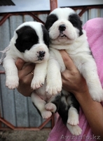 Щенки Среднеазиатской овчарки  питомник "Из Дома Лоцман" - Изображение #4, Объявление #531123