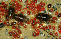 Уничтожение клопов Астана - Изображение #1, Объявление #1329716