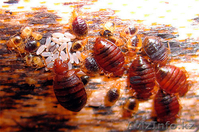 Клопы Уничтожение Дезинсекция - Изображение #2, Объявление #1329798