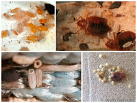 Уничтожение клопов Астана - Изображение #2, Объявление #1329716