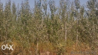 Саженцы деревьев. - Изображение #2, Объявление #1332057