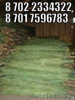 Новогодние елки ( сосны) оптом - Изображение #1, Объявление #1334434