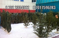 Новогодние елки ( сосны) оптом - Изображение #3, Объявление #1334434