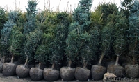 Саженцы деревьев. - Изображение #4, Объявление #1332057